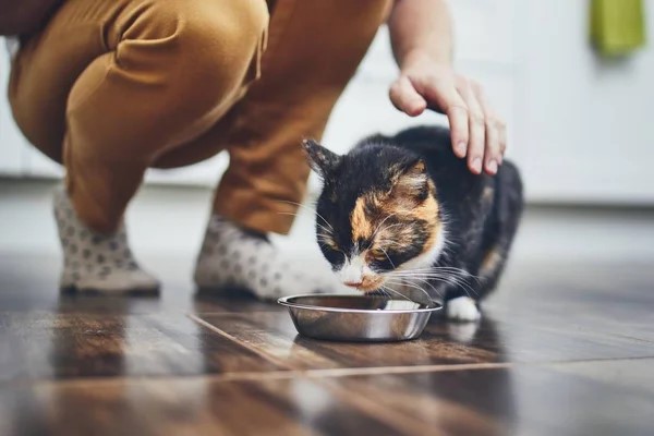 Small cat eating from a bowl with owner bending down to pet it