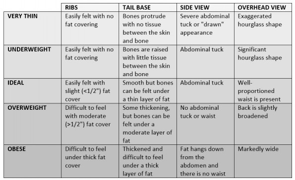 body scoring chart