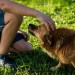 picture of a dog with a hand petting its head