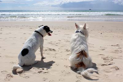 photo of two dogs on the beach