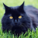 Black cat in grass