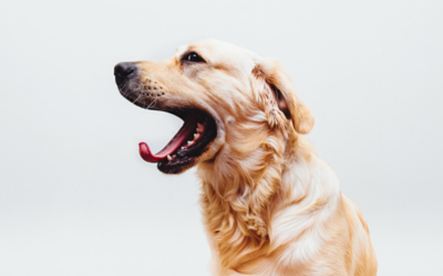 Yawning golden retriever