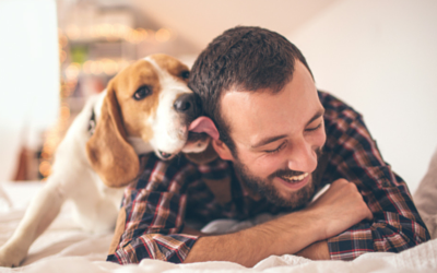 Man and beagle