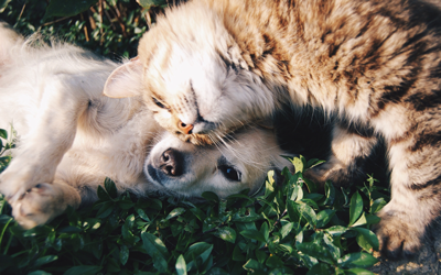 Kitten and puppy in grass