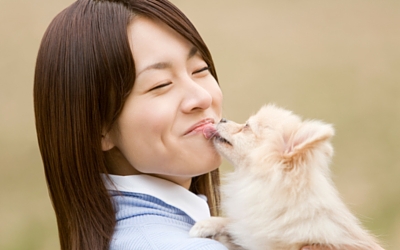 Pomeranian licking a woman