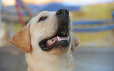 Smiling lab