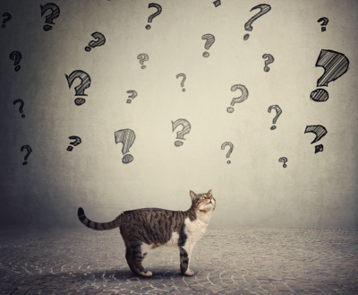 Grey and white cat with a backdrop of questions marks