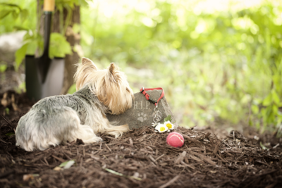 Small dog visiting another dog's burial site