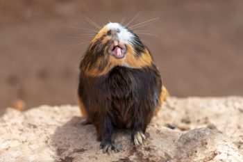 Guinea pig yawns and shows her teeth